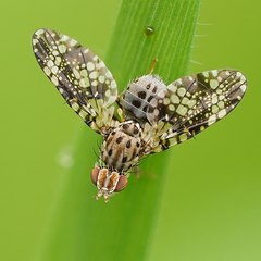 Austrotephritis fuscata