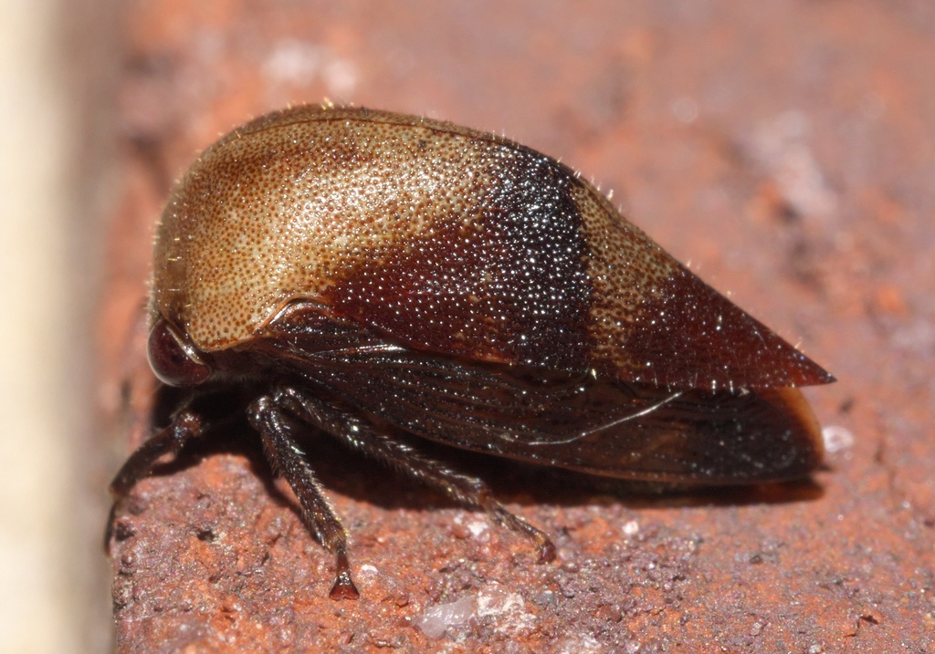 Carynota mera