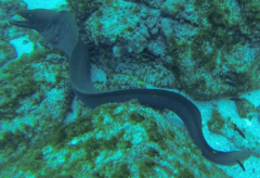 Gymnothorax castaneus