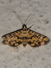 Glycythyma chrysorycta