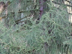 Larix decidua