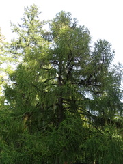 Larix decidua