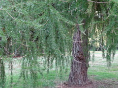 Larix decidua