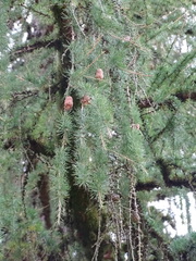 Larix decidua