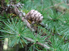 Larix decidua