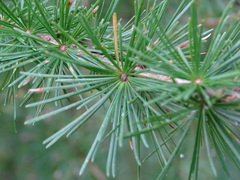 Larix decidua
