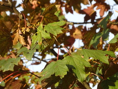 Acer pseudoplatanus