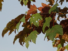 Acer pseudoplatanus