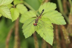 Pachydiplax longipennis