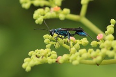 Chalybion zimmermanni