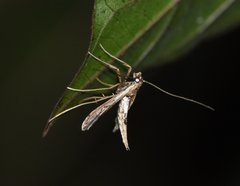 Lineodini