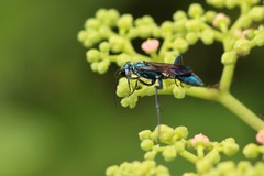 Chalybion zimmermanni