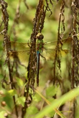 Anax junius