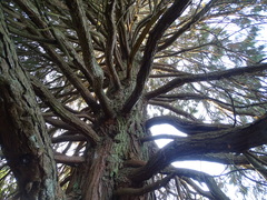 Sequoiadendron giganteum