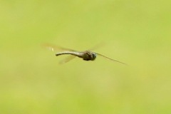 Coryphaeschna ingens