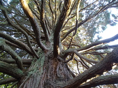 Sequoiadendron giganteum