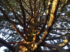 Sequoiadendron giganteum