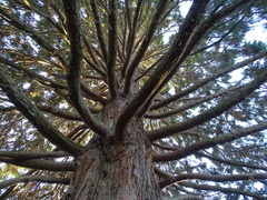 Sequoiadendron giganteum