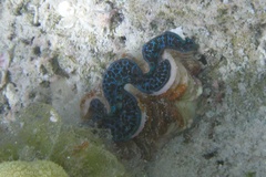Tridacninae