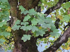 Acer pseudoplatanus
