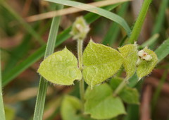 Platylobium obtusangulum