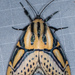 Hieroglyphic Moth - Photo (c) Don Loarie, some rights reserved (CC BY), uploaded by Don Loarie