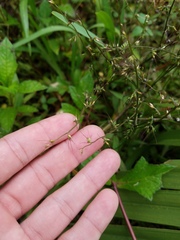 Oplismenus hirtellus setarius