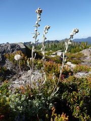 Artemisia furcata furcata