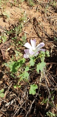 Malva preissiana