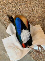 Pitta moluccensis