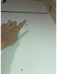 Araneae