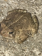 Anaxyrus fowleri