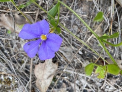 Scaevola calliptera