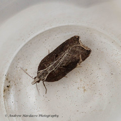 Acleris cristana