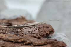 Ypsolopha mucronella