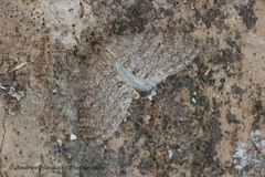 Trichopteryx carpinata