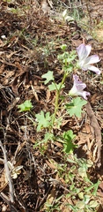 Malva preissiana