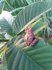 Hyperolius riggenbachi