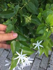 Jasminum multiflorum