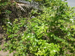 Jasminum multiflorum