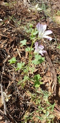 Malva preissiana