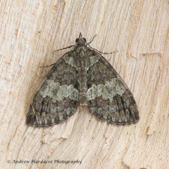 Hydriomena impluviata