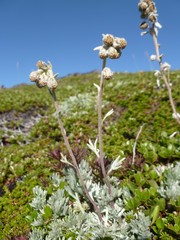 Artemisia furcata furcata