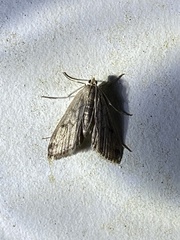 Parapoynx maculalis