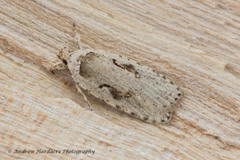 Agonopterix ocellana
