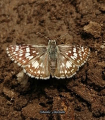 Burnsius communis