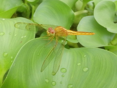 Crocothemis servilia