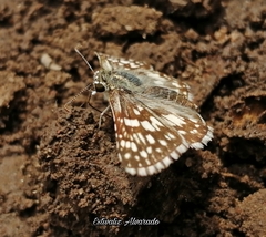 Burnsius communis