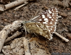 Burnsius communis