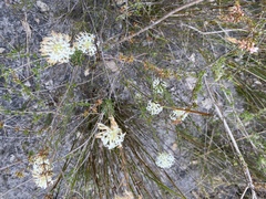 Pimelea lehmanniana